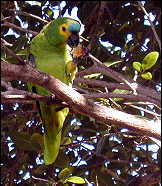 parrot at PSV