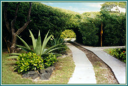 PSV road and tree tunnel