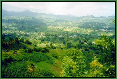 valley full of fruit and vegetable crops, including bananas and coconuts