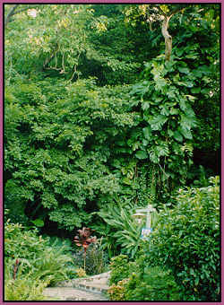 steps to the hilltop at Young Island