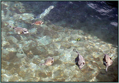 Trunk Fish in Young Island fish pond