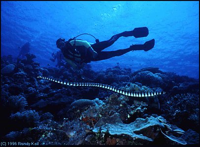Randy Keil & Pacific Sea Snake