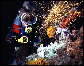 night dive on the reef