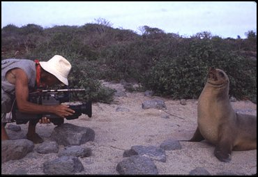 Sea Lion posing for a picture.