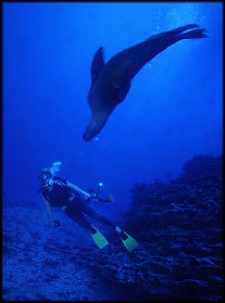 Playful sealion