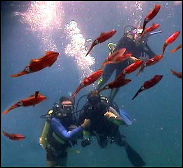 Randy Keil (in black facing the camera) with squids and divers.  Photo by Russ Berger.