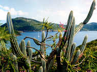 Guana Island