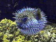 BVI Pufferfish