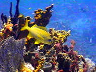 BVI fish and coral reef