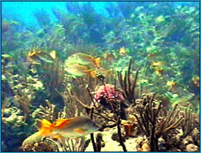 Caribbean coral reef