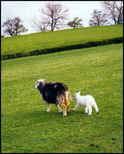 new baby lamb in Yorkshire