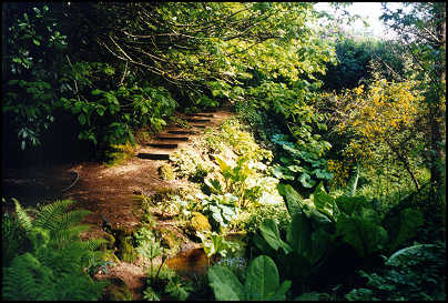 steps carved into a Gidleigh walking path