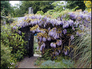 Wisteria in the garden