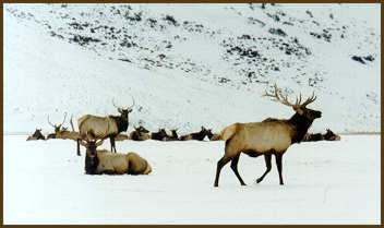 Elk at the Elk refuge between the airport and Jackson.