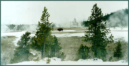 Yellowstone National Park.