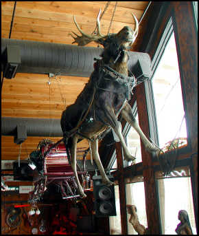 Mangy stuffed Moose pulling a sled hanging in the bar