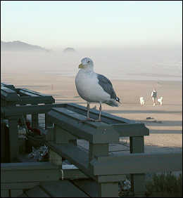 Sea gull