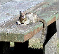 Cute squirrel in one of the many parks