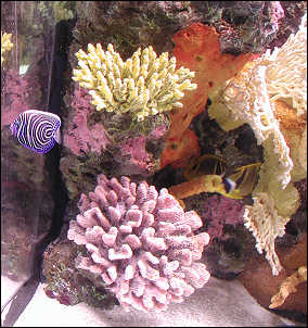 Tropical fish display