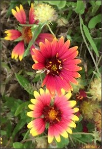 Blanket Flower