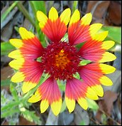 Indian Blanket