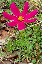 Cosmos bipinnatus