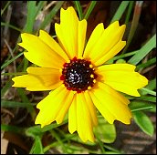 Golden Wave Coreopsis