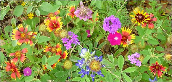 Bluebonnet, Winecup (poppy mallow), Verbena, Black Eyed Susuan, Blanketflower