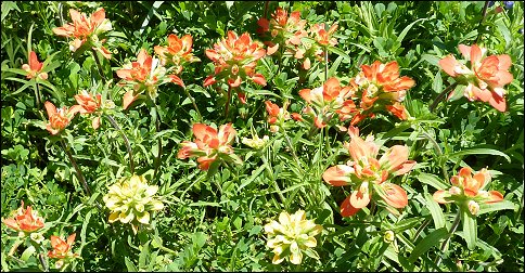 Texas Indian Paintbrush