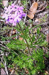 Verbena