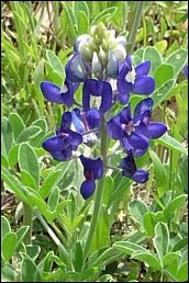 Texas Bluebonnet