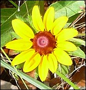 Brown Eyed Susan