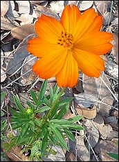 Orange Cosmos sulphureus