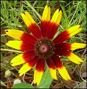 Gloriosa Daisy