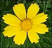 Lanceleaf Coreopsis