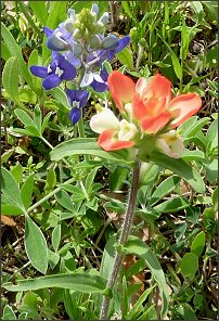 Texas Bluebonnet & Texas Painbrush