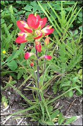 Indian Paintbrush