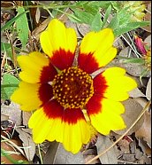 Plains Coreopsis