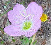 Evening Primrose