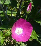 Tall Poppy Mallow